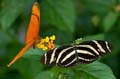 038 Zebra-Falter - Heliconius charitonius